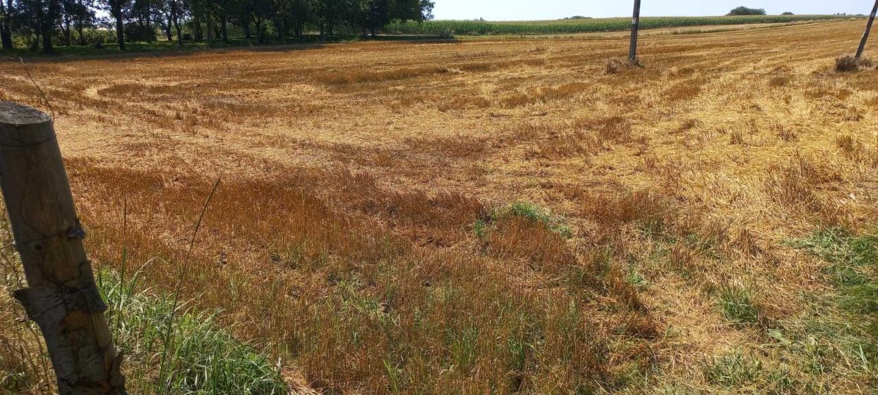 Działka rolno-budowlana Rozbórz. Zdjęcie 4