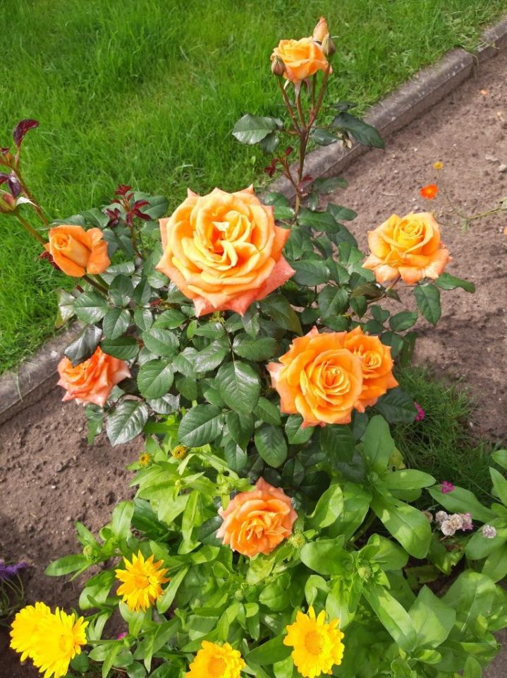 Działka rod Lubin, ul. Spacerowa. Zdjęcie 4