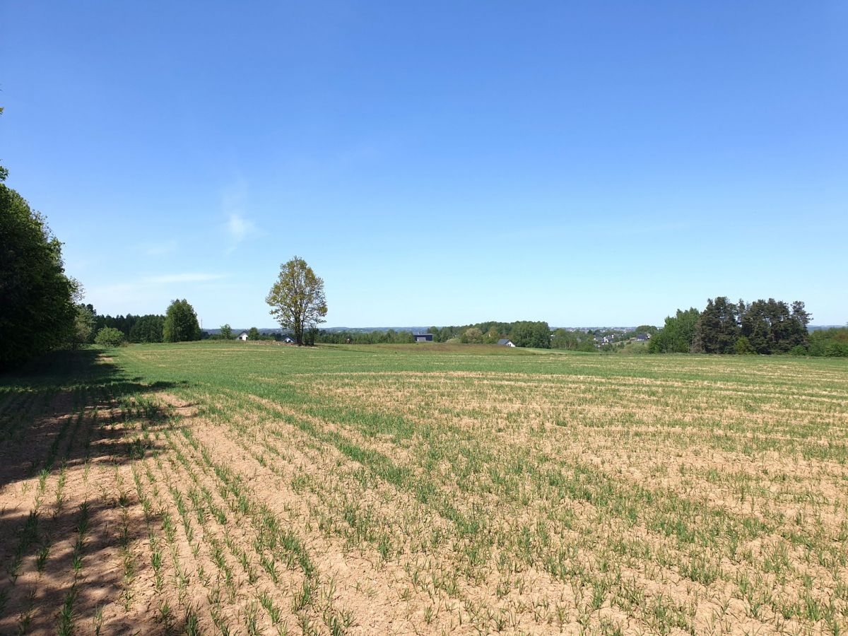 Działka inwestycyjna Przyjaźń. Zdjęcie 5