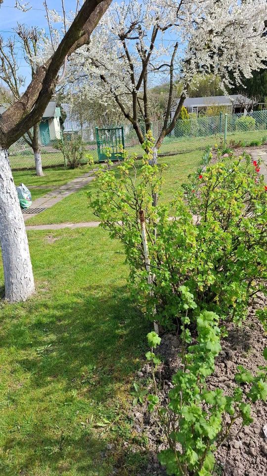 Działka rod Szczecin Pomorzany, ul. Zwierzęcy Zakątek. Zdjęcie 3