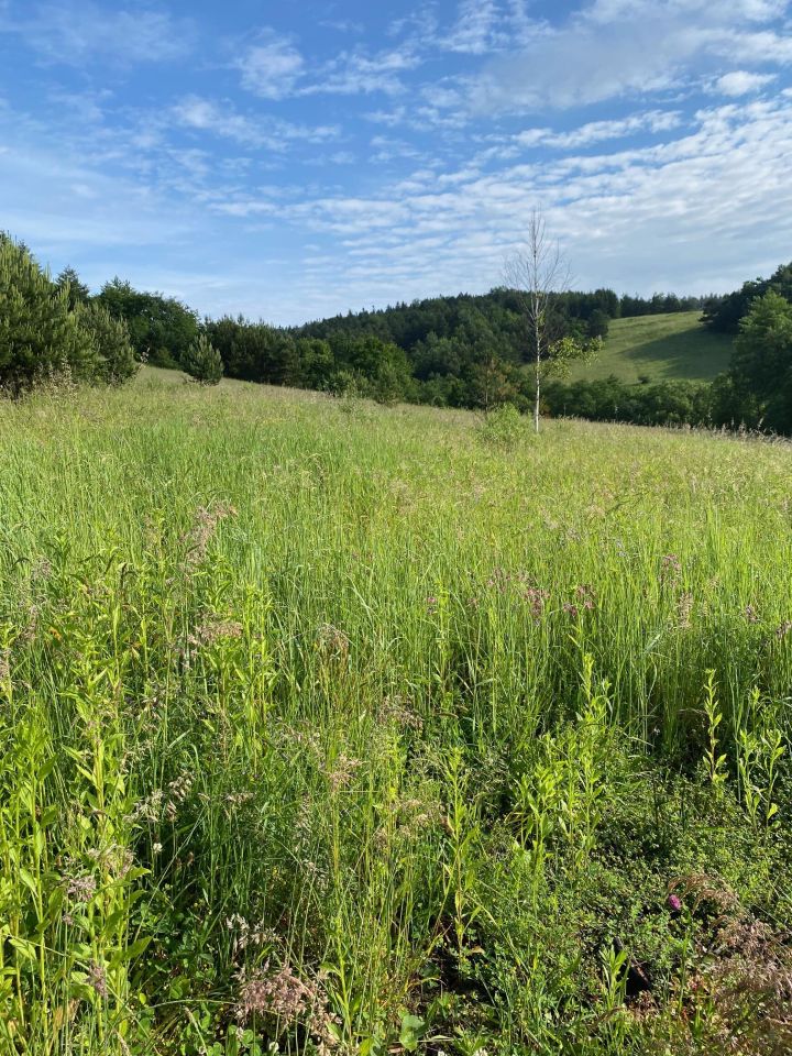 Działka rolno-budowlana Hoczew. Zdjęcie 10