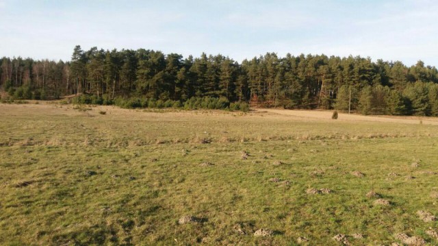 Działka budowlana Grzeczna Panna. Zdjęcie 1