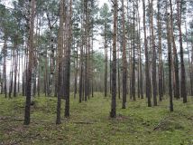 Działka rolna Budziska, ul. Ptasia. Zdjęcie 3