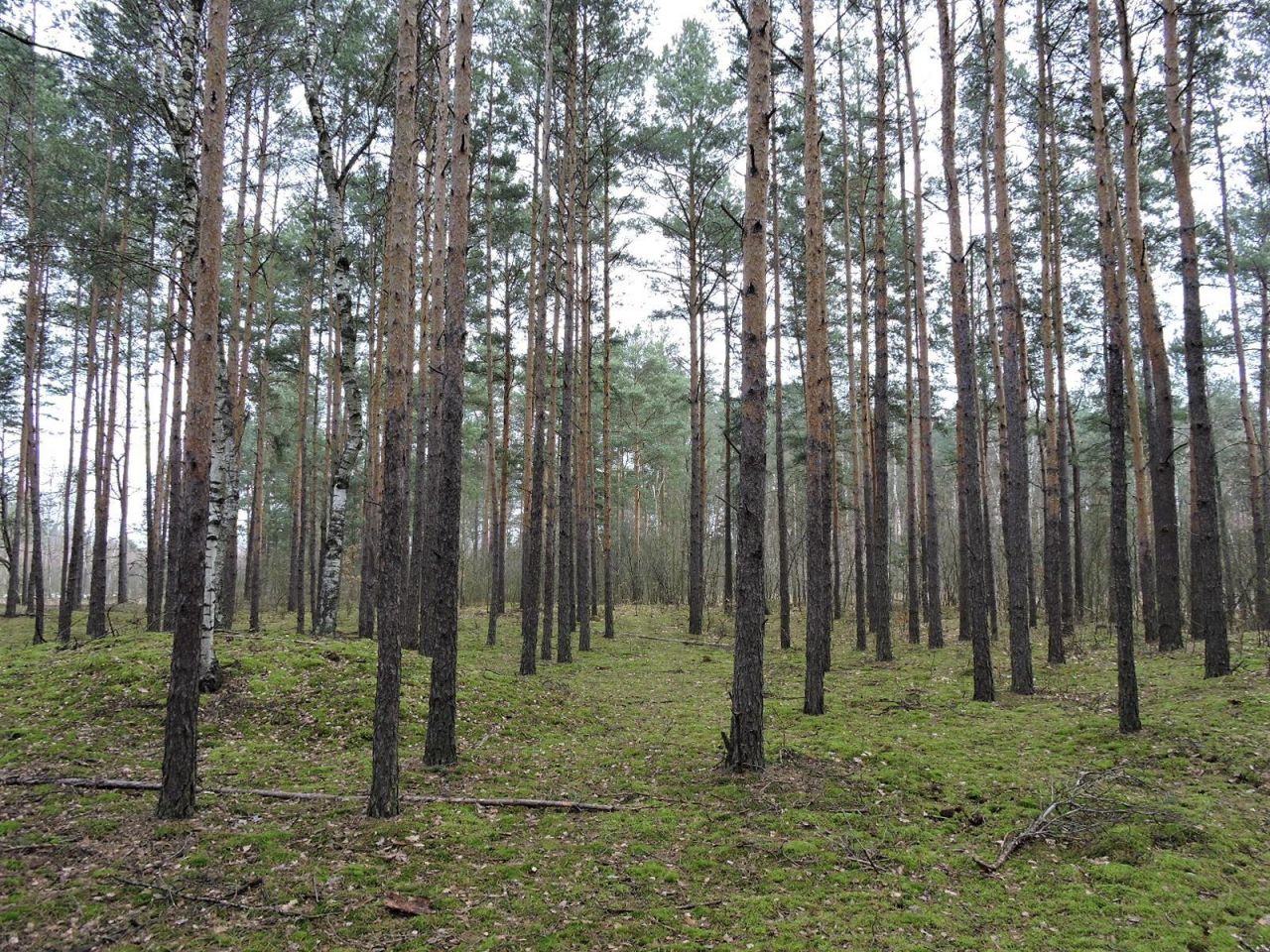 Działka rolna Budziska, ul. Ptasia. Zdjęcie 4
