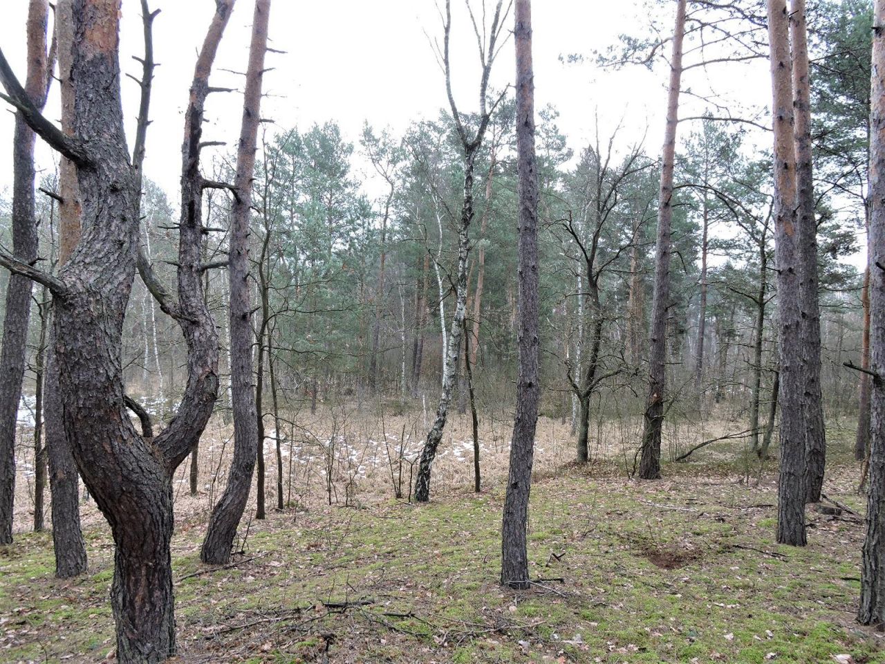 Działka rolna Budziska, ul. Ptasia. Zdjęcie 9