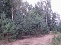 Działka siedliskowa Doliwo. Zdjęcie 1