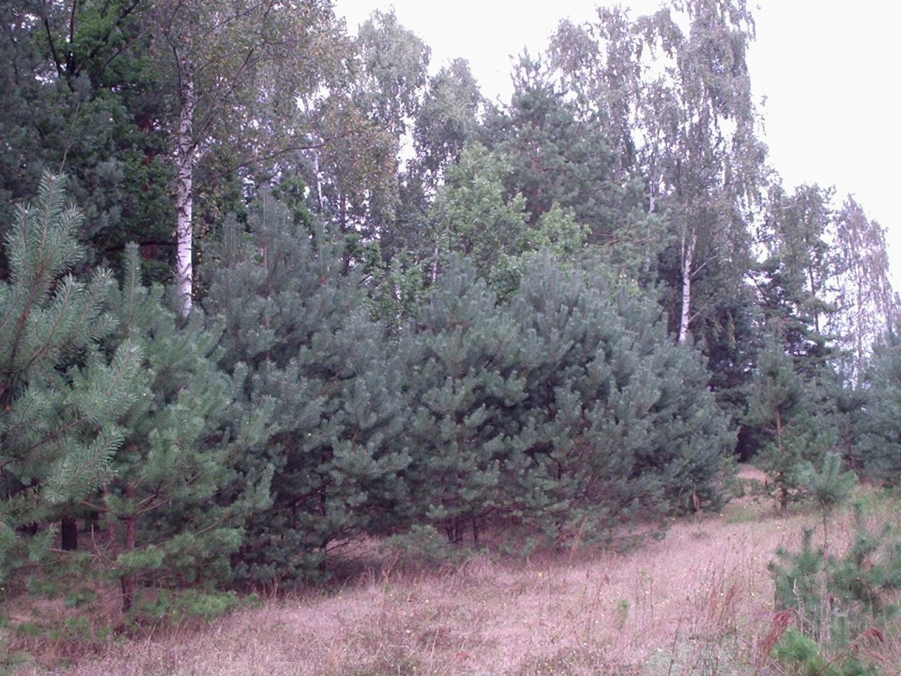 Działka siedliskowa Doliwo. Zdjęcie 2