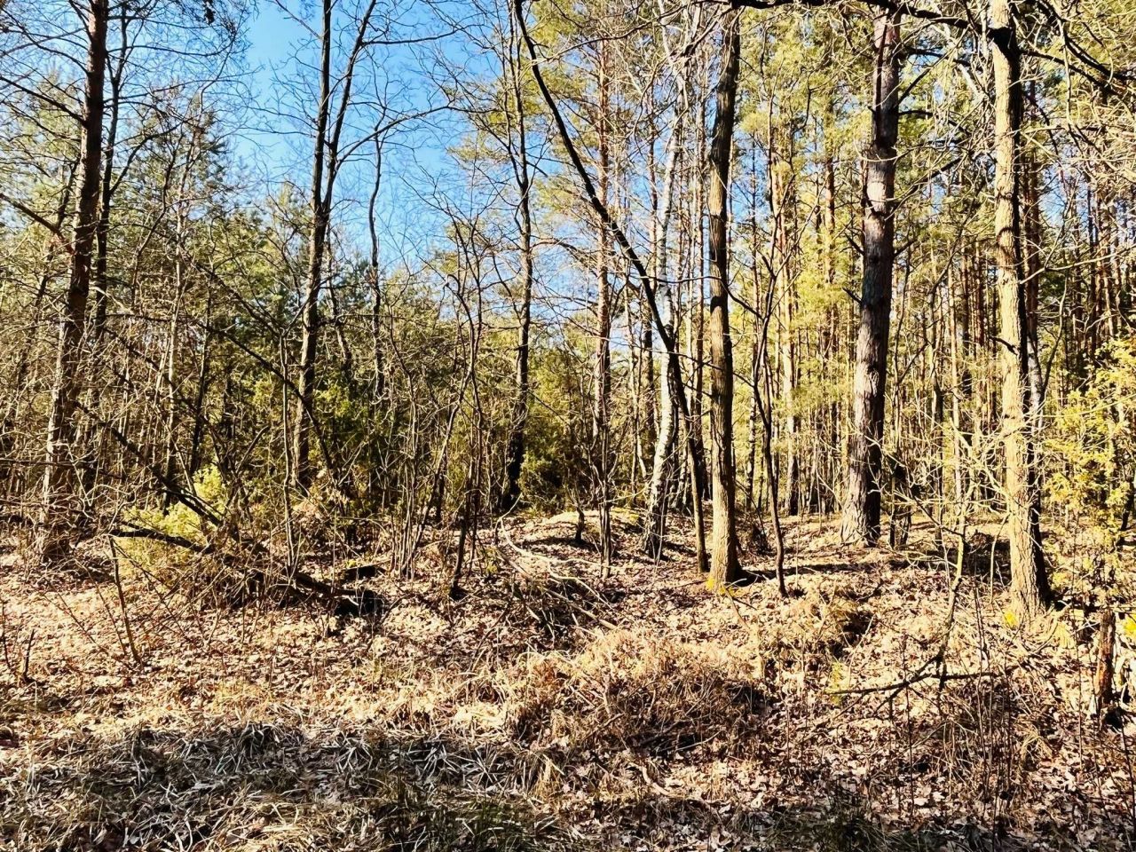 Działka rekreacyjna Wólka-Wojciechówek, ul. Akacjowa. Zdjęcie 5