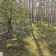 Działka leśna Wilga. Zdjęcie 2