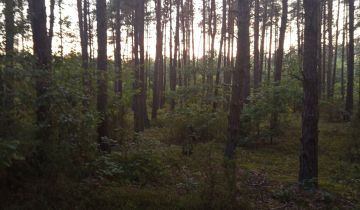 Działka leśna Mława