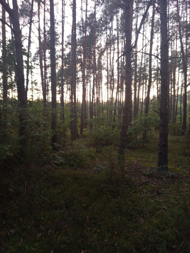 Działka leśna Mława. Zdjęcie 2