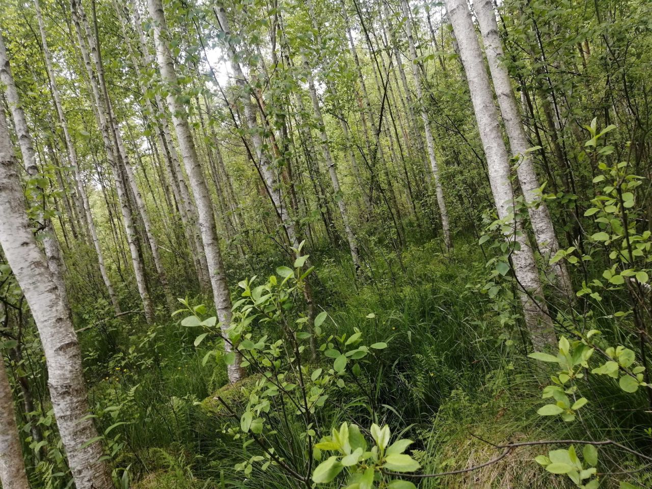 Działka leśna Jastrzębna Druga. Zdjęcie 3