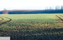 Działka rolna Kotowice. Zdjęcie 3