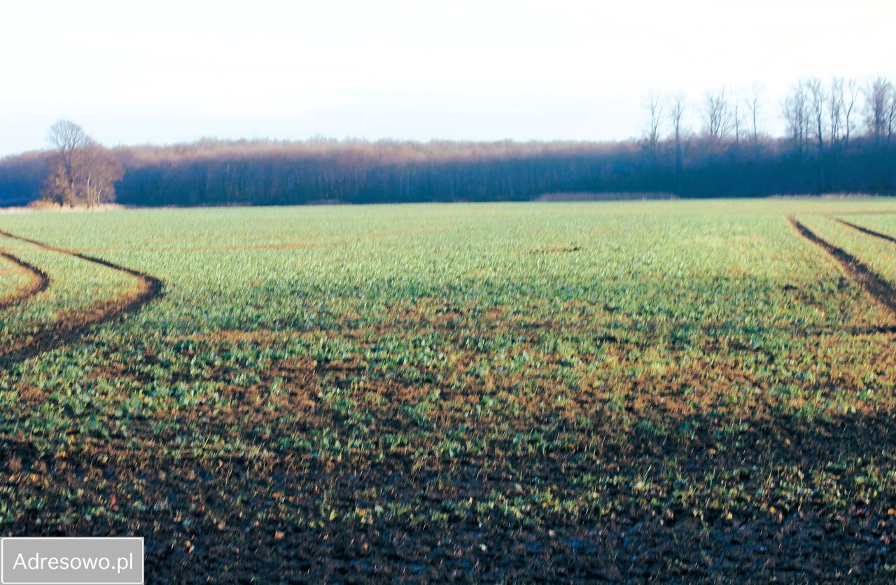 Działka rolna Kotowice. Zdjęcie 4