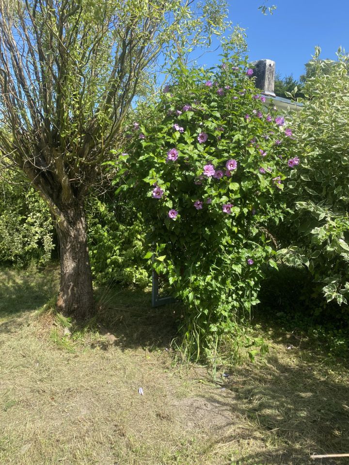 Działka rod Gliwice Stare Gliwice, ul. Józefa Sowińskiego. Zdjęcie 10