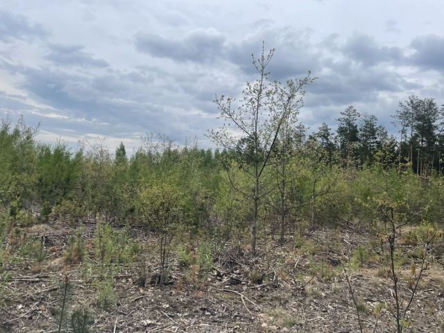 Działka leśna Kodeń Kodeń Drugi. Zdjęcie 1