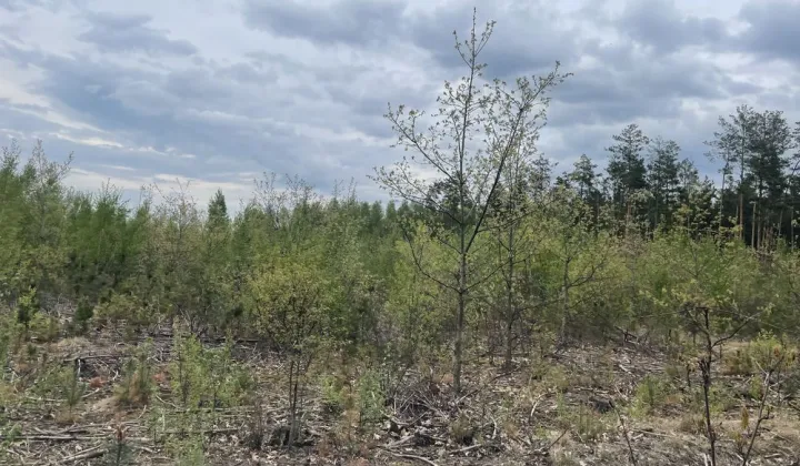 Działka leśna Kodeń Kodeń Drugi
