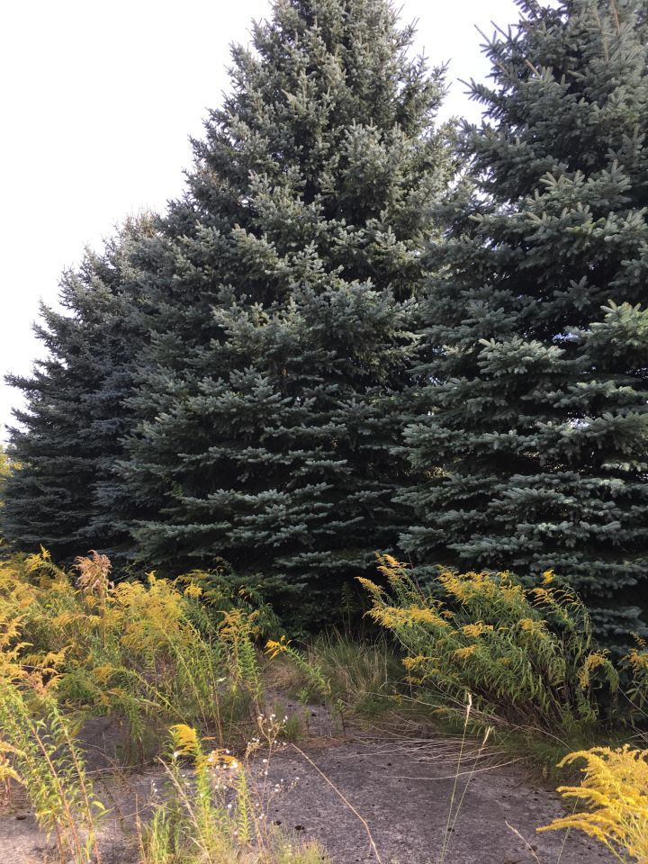 Działka budowlana Gołków Gołków-Cegielnia, ul. Gołkowska. Zdjęcie 8