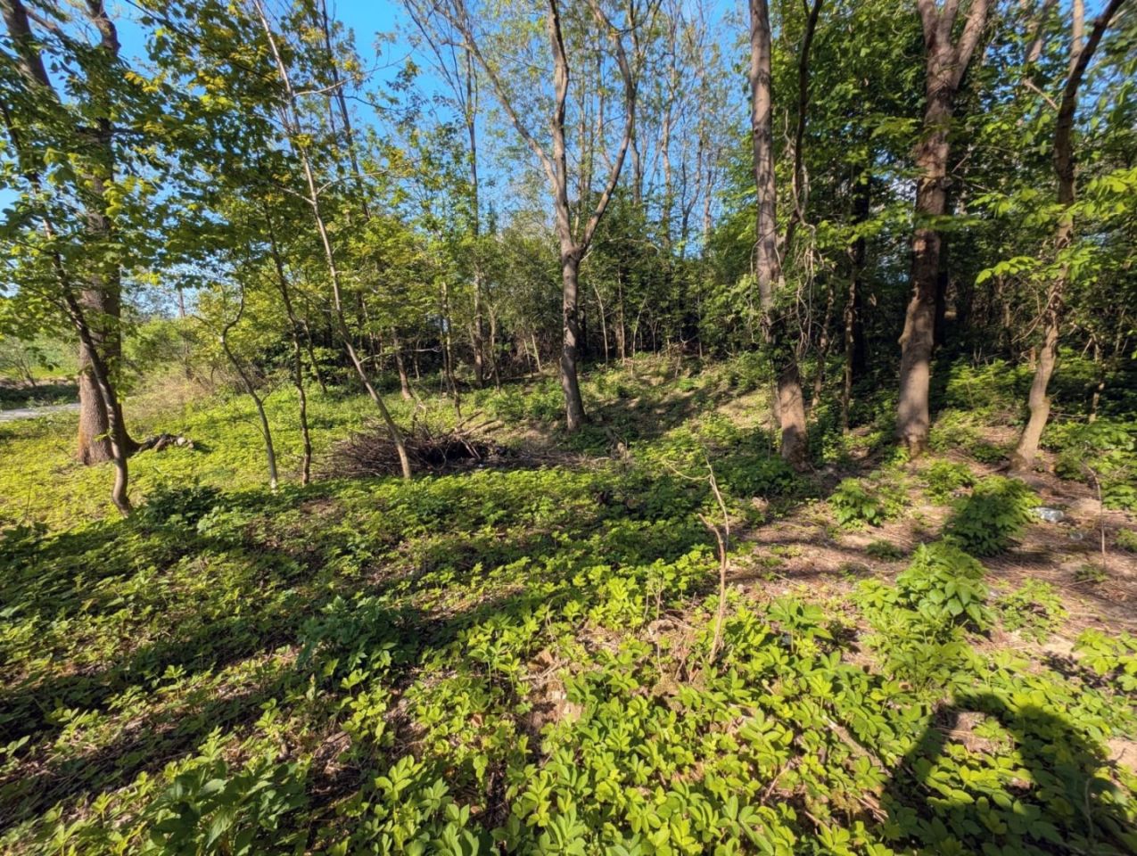 Działka siedliskowa Dębiany