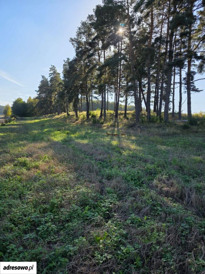 Działka siedliskowa Zielenica. Zdjęcie 6
