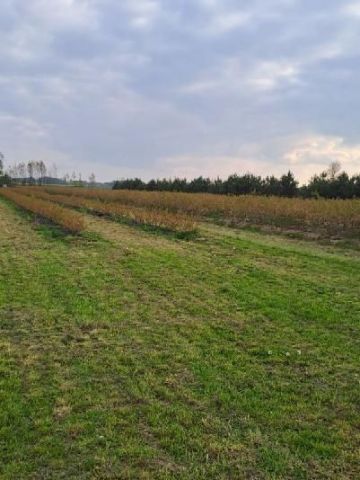 Działka rolna Zaliszcze. Zdjęcie 1