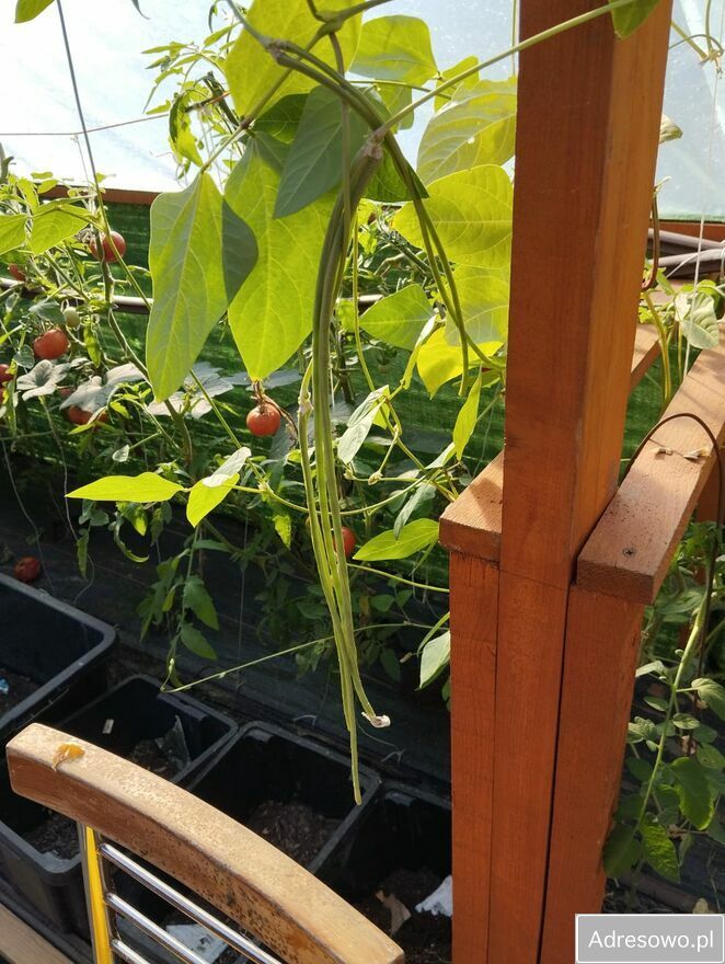 Działka rod Bytom Stolarzowice, ul. Paczyńska. Zdjęcie 8