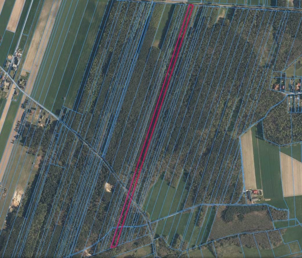 Działka leśna Jesionna. Zdjęcie 2