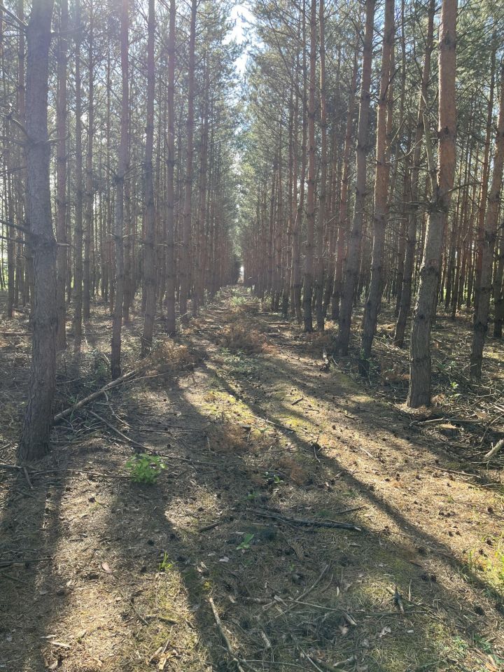 Działka leśna Kowale Kiczmachów, ul. Ożarowska. Zdjęcie 10