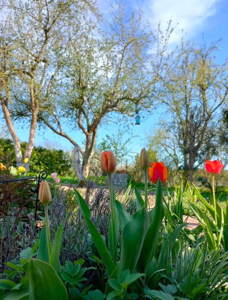 Działka rod Stary Olsztyn. Zdjęcie 4