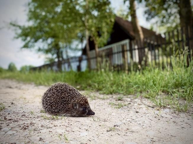 Hotel/pensjonat Jakubowo. Zdjęcie 19