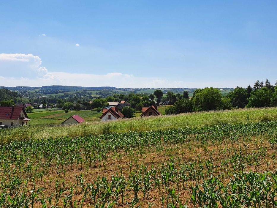 Działka rolno-budowlana Zerwana. Zdjęcie 3