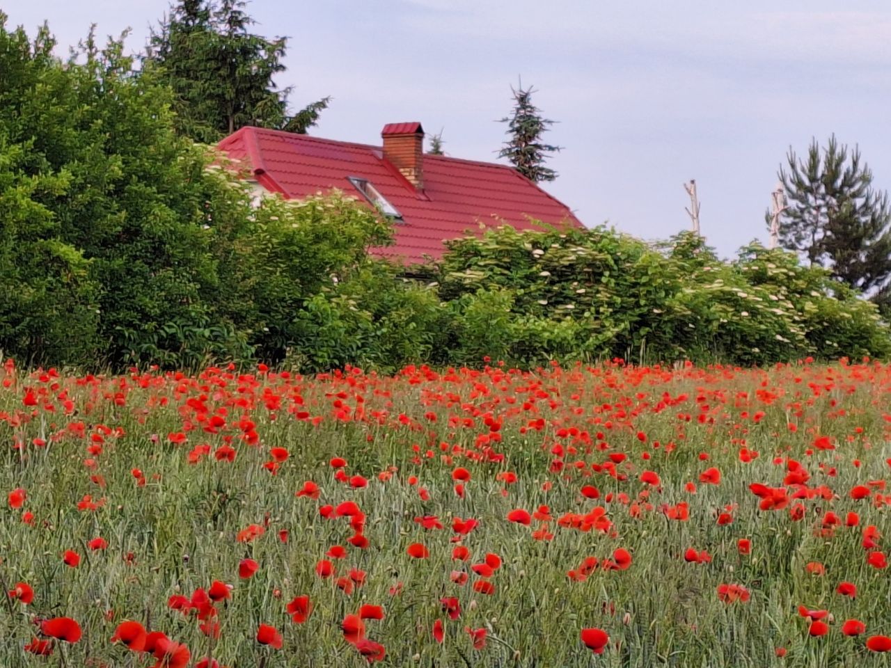 dom wolnostojący, 4 pokoje Sobanice. Zdjęcie 5