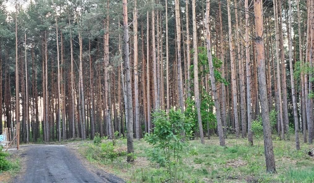 Działka budowlana Solec Kujawski, ul. Garbary. Zdjęcie 6