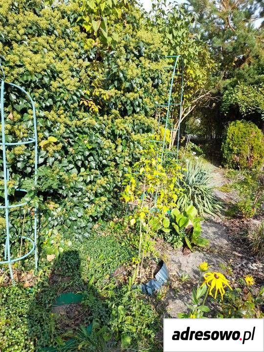Działka rod Warszawa Okęcie. Zdjęcie 2