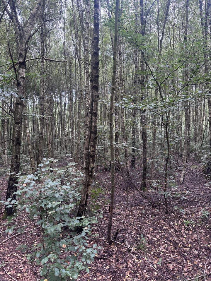 Działka leśna Łętowo. Zdjęcie 5