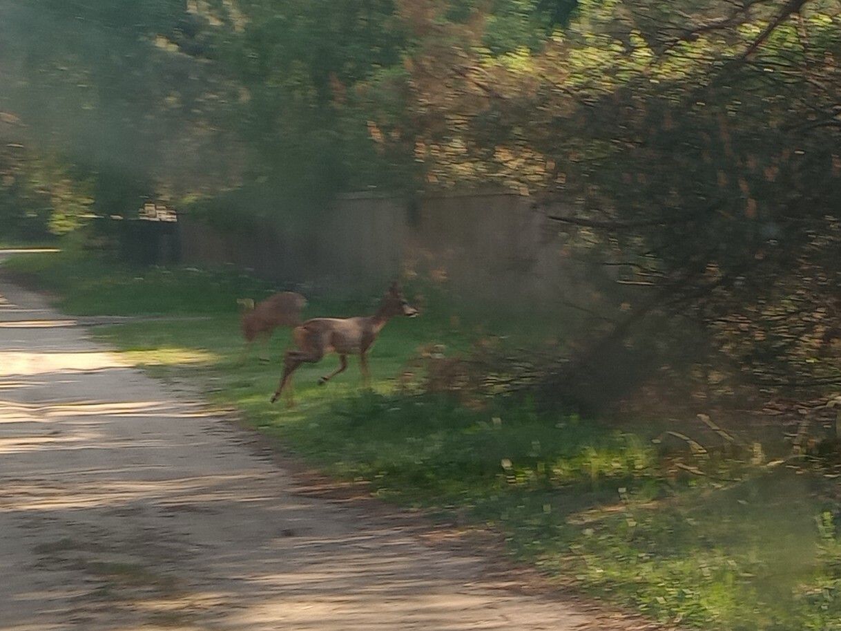 dom wolnostojący, 4 pokoje Mauryców, ul. Brzozowa. Zdjęcie 30