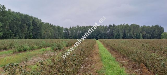 Działka budowlana Powązki. Zdjęcie 1