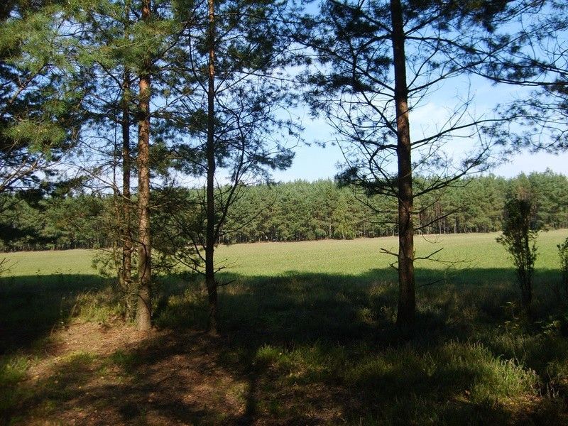 Działka rolna Kąty-Miąski. Zdjęcie 6