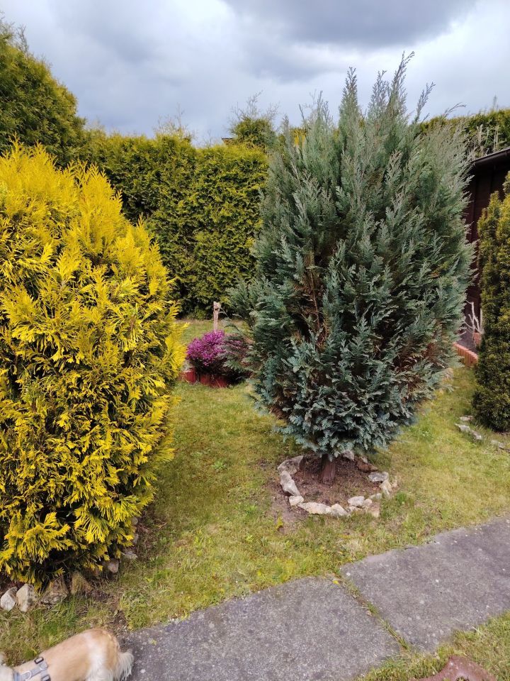 Działka rod Balin. Zdjęcie 2