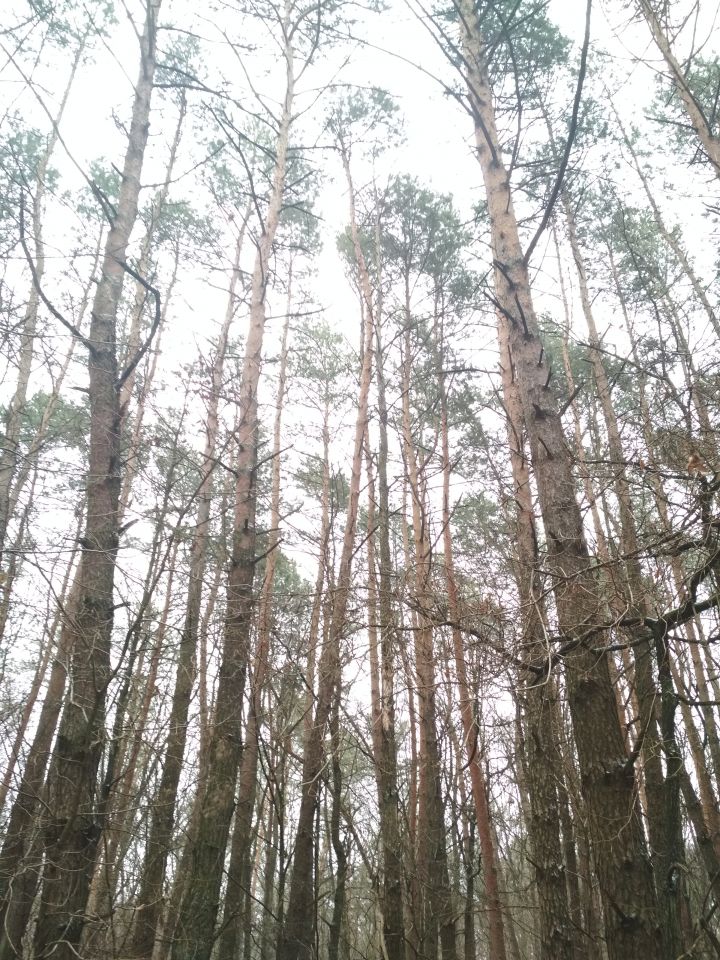 Działka leśna Wojszyn. Zdjęcie 17