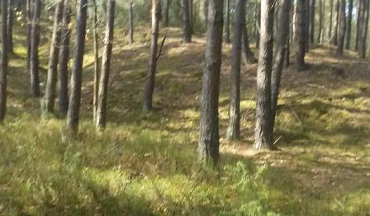 Działka leśna Wojciechów