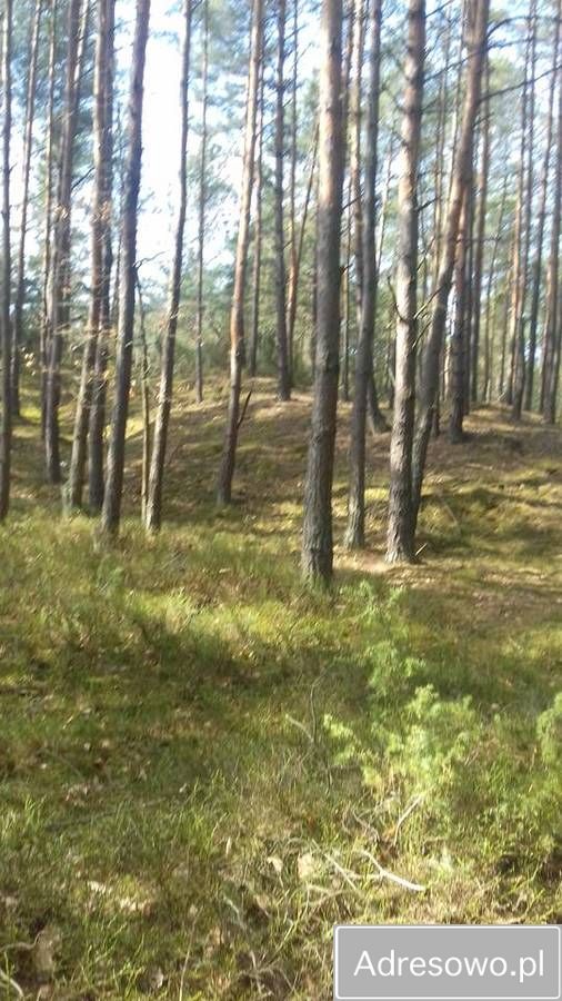 Działka leśna Wojciechów