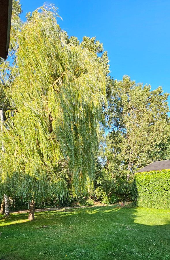 Działka siedliskowa Rzgów Drugi. Zdjęcie 5