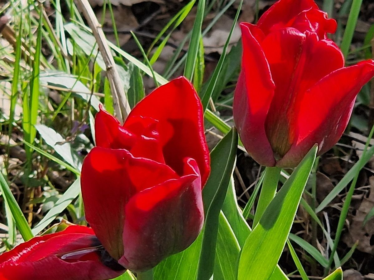 Działka rod Cieszyn. Zdjęcie 9