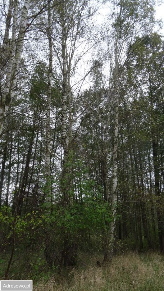 Działka budowlana Tłuszcz. Zdjęcie 6