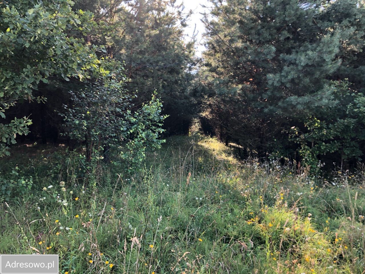Działka rolna Lekity. Zdjęcie 11