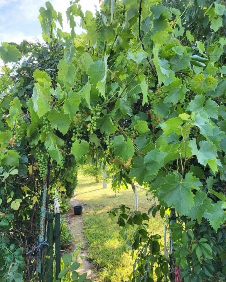 Działka rod Siechnice, ul. Lwowska. Zdjęcie 7