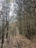Działka leśna Koniecpol
