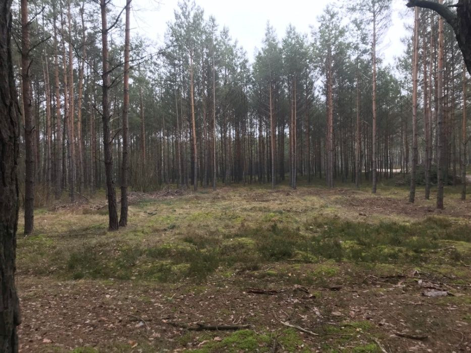 Działka leśna Józefów Michalin