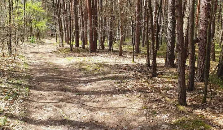Działka leśna Leżajsk